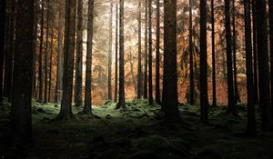 Preview wallpaper forest, trees, pines, dusk, nature