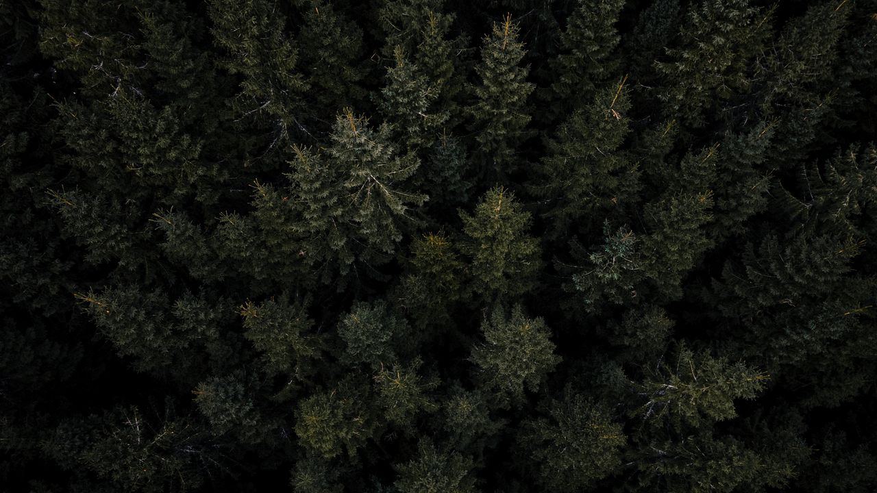 Wallpaper forest, trees, pines, aerial view