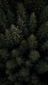 Preview wallpaper forest, trees, pines, aerial view