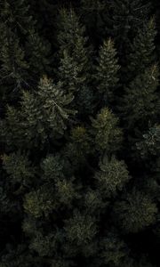 Preview wallpaper forest, trees, pines, aerial view