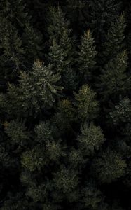 Preview wallpaper forest, trees, pines, aerial view