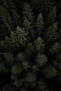 Preview wallpaper forest, trees, pines, aerial view