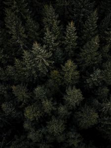 Preview wallpaper forest, trees, pines, aerial view