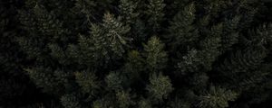 Preview wallpaper forest, trees, pines, aerial view