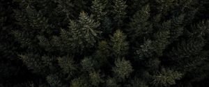 Preview wallpaper forest, trees, pines, aerial view