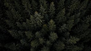 Preview wallpaper forest, trees, pines, aerial view