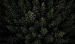 Preview wallpaper forest, trees, pines, aerial view