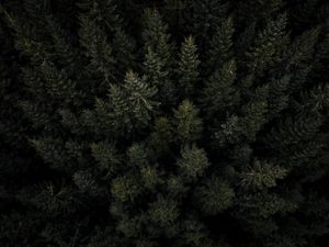 Preview wallpaper forest, trees, pines, aerial view