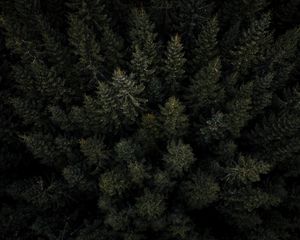 Preview wallpaper forest, trees, pines, aerial view