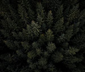 Preview wallpaper forest, trees, pines, aerial view