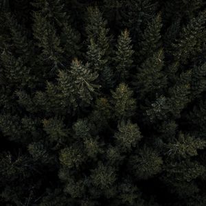 Preview wallpaper forest, trees, pines, aerial view