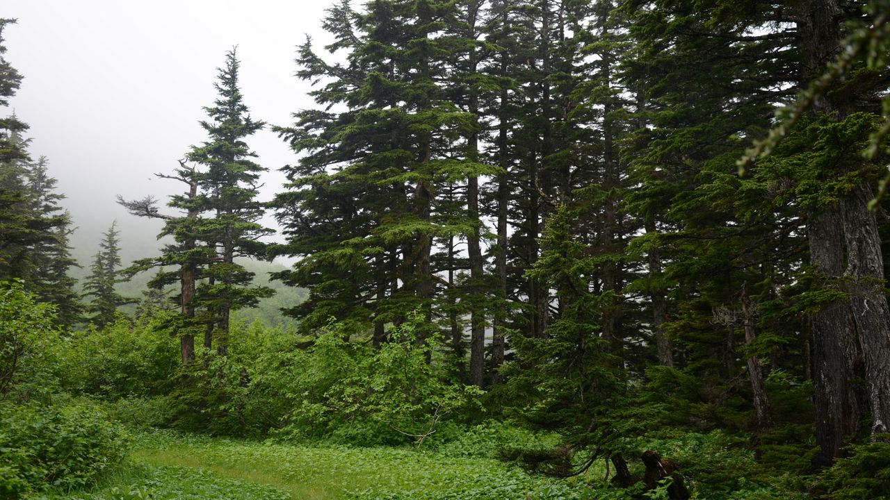 Wallpaper forest, trees, pines, bushes, nature