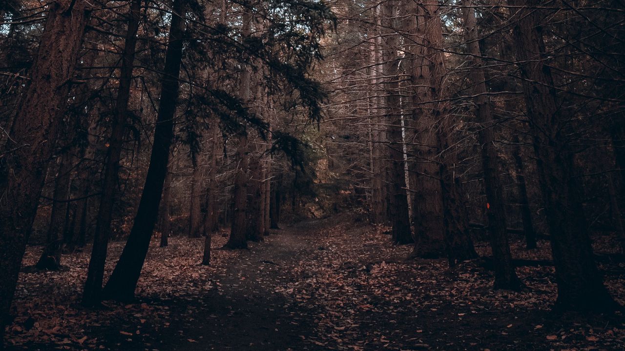 Wallpaper forest, trees, pines, coniferous