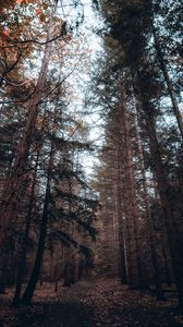 Preview wallpaper forest, trees, pines, coniferous