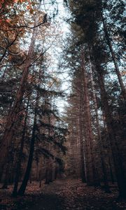 Preview wallpaper forest, trees, pines, coniferous