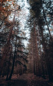 Preview wallpaper forest, trees, pines, coniferous