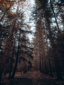 Preview wallpaper forest, trees, pines, coniferous