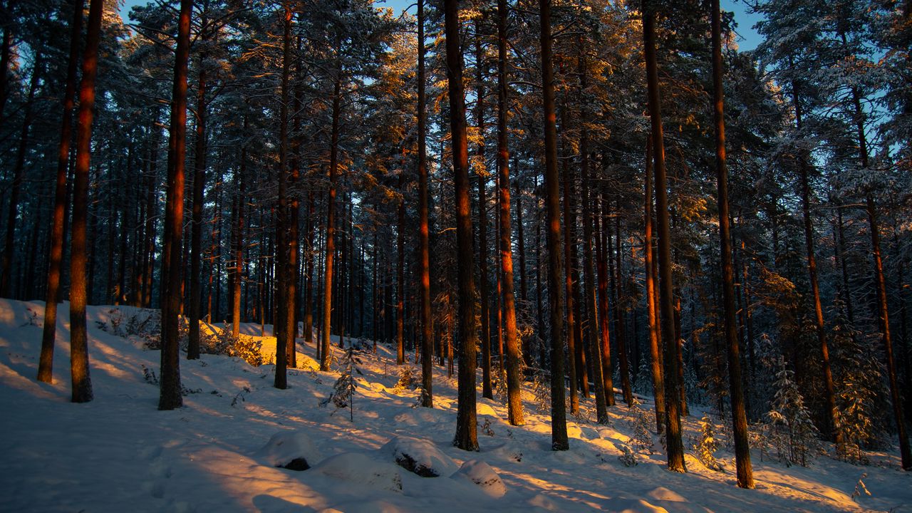 Wallpaper forest, trees, pines, snow, winter, dusk