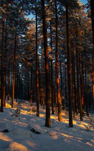 Preview wallpaper forest, trees, pines, snow, winter, dusk