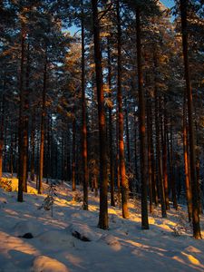 Preview wallpaper forest, trees, pines, snow, winter, dusk