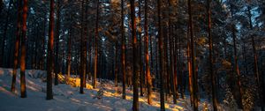 Preview wallpaper forest, trees, pines, snow, winter, dusk