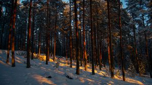Preview wallpaper forest, trees, pines, snow, winter, dusk
