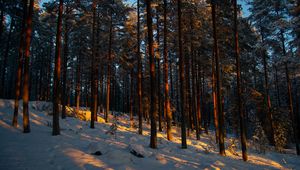 Preview wallpaper forest, trees, pines, snow, winter, dusk