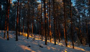 Preview wallpaper forest, trees, pines, snow, winter, dusk