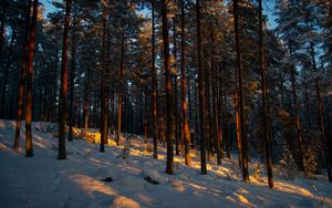 Preview wallpaper forest, trees, pines, snow, winter, dusk