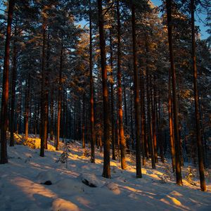 Preview wallpaper forest, trees, pines, snow, winter, dusk