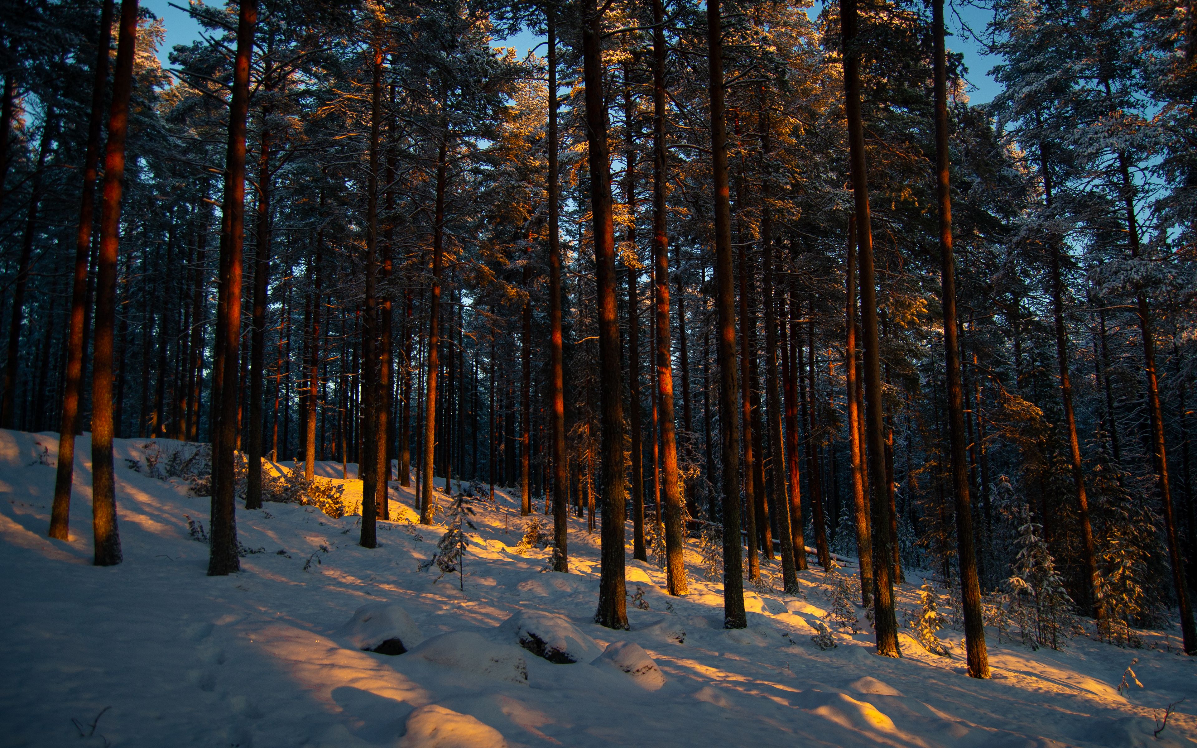 Wallpaper snow forest. Зимний лес. Сосны. Хвойный лес. Сосновый лес зима.