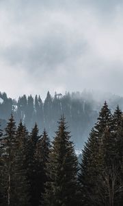 Preview wallpaper forest, trees, pines, fog, nature