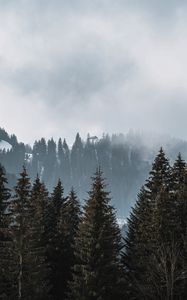 Preview wallpaper forest, trees, pines, fog, nature