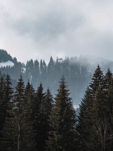 Preview wallpaper forest, trees, pines, fog, nature