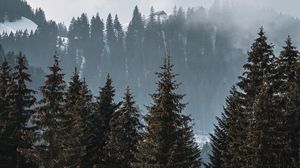 Preview wallpaper forest, trees, pines, fog, nature