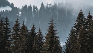 Preview wallpaper forest, trees, pines, fog, nature