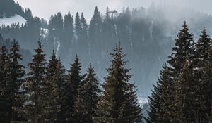 Preview wallpaper forest, trees, pines, fog, nature