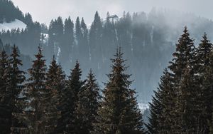 Preview wallpaper forest, trees, pines, fog, nature