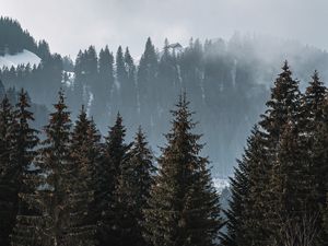 Preview wallpaper forest, trees, pines, fog, nature