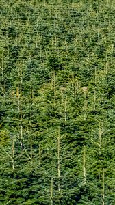 Preview wallpaper forest, trees, pines, green, aerial view