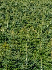 Preview wallpaper forest, trees, pines, green, aerial view