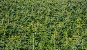 Preview wallpaper forest, trees, pines, green, aerial view