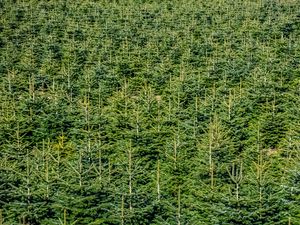 Preview wallpaper forest, trees, pines, green, aerial view