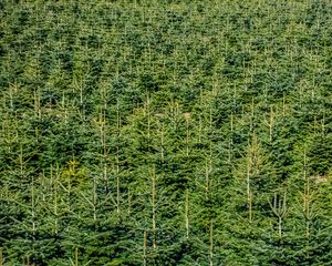 Preview wallpaper forest, trees, pines, green, aerial view