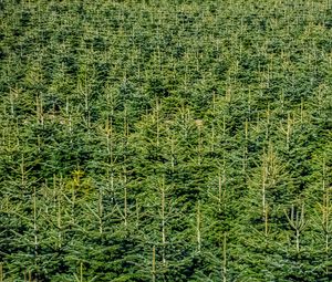 Preview wallpaper forest, trees, pines, green, aerial view