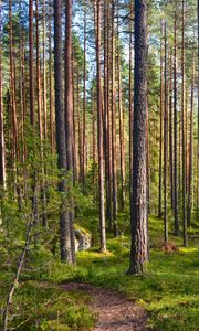 Preview wallpaper forest, trees, pines, path, nature