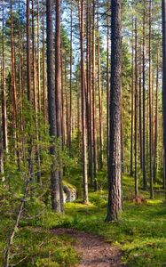 Preview wallpaper forest, trees, pines, path, nature