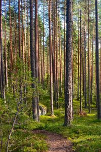 Preview wallpaper forest, trees, pines, path, nature