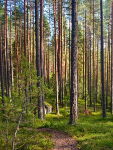 Preview wallpaper forest, trees, pines, path, nature