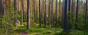 Preview wallpaper forest, trees, pines, path, nature